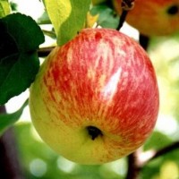 Яблоня "Осеннее полосатое" 5 лет