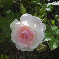 Роза "Ритаусма"