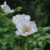 Роза морщинистая Альба – шиповник белый