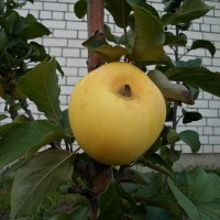 Колоновидная яблоня "Малюха"