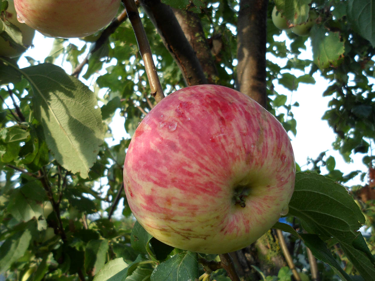 Яблоня мечта садовода