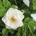 Роза морщинистая Альба – шиповник белый