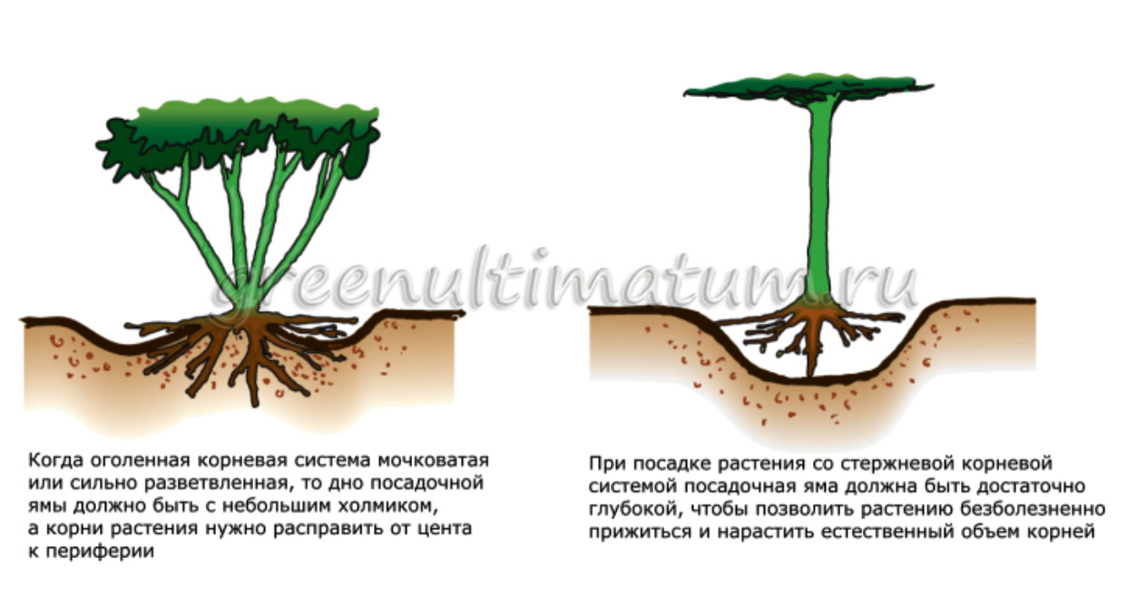 Посадка растений с оголенным корнем